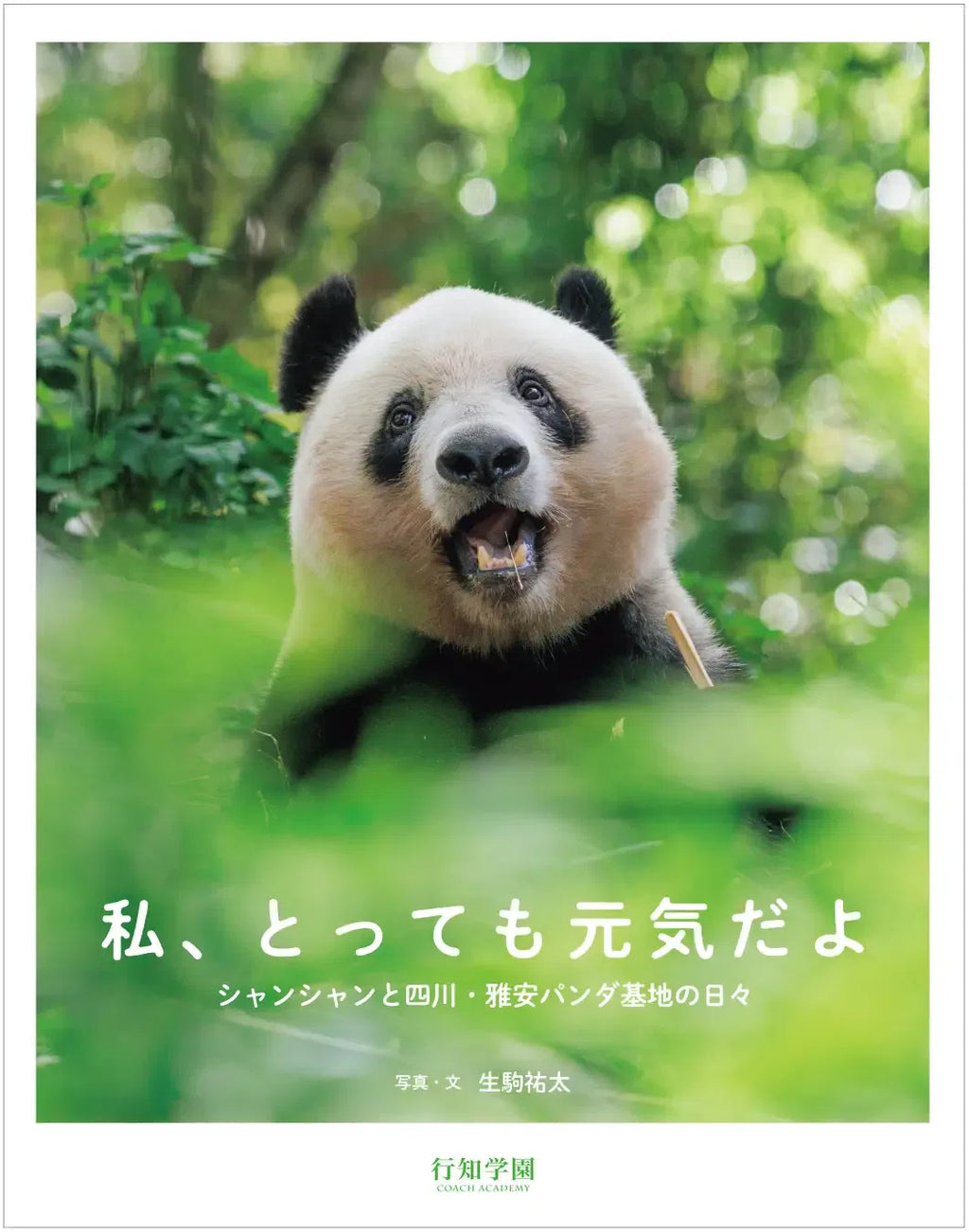 行知学園】私、とっても元気だよ シャンシャンと四川・雅安パンダ基地