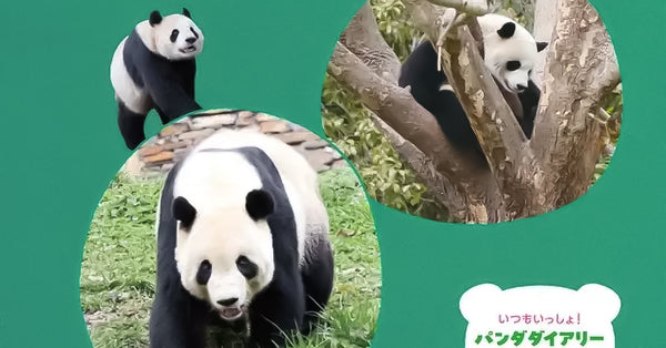 🐼『いつもいっしょ！パンダダイアリー2027』発売のお知らせ🐼 – 江戸