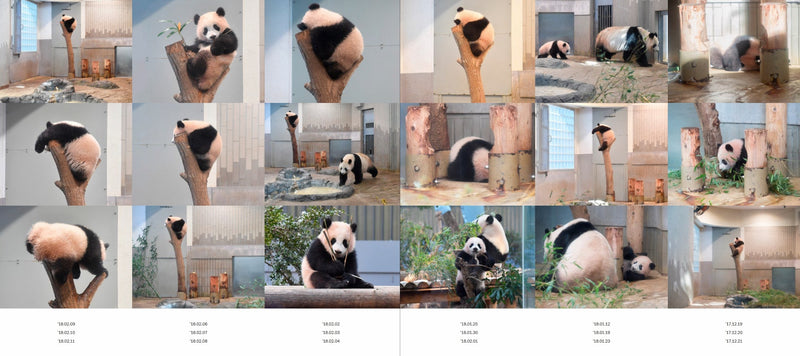 【青春出版社】『毎日パンダの1010日シャンシャン写真集』