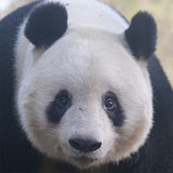 【PANDA PLANET】お座りリアルパンダ（シャンシャンミニ）