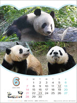 【トライエックス】ありがとう！シャオシャオ・レイレイ 思い出カレンダー（シャンシャンもいるよ！）